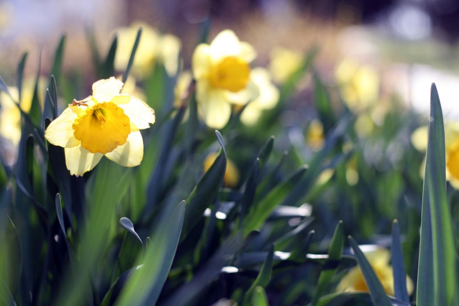 daffodils425